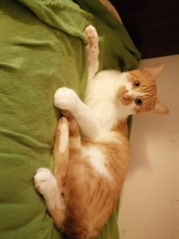 Red, Gattino Di 8 Mesi